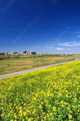 春の菜の花咲く江戸川土手から見る河川敷と対岸風景