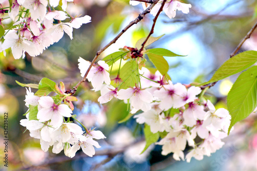 山桜 白い花アップ