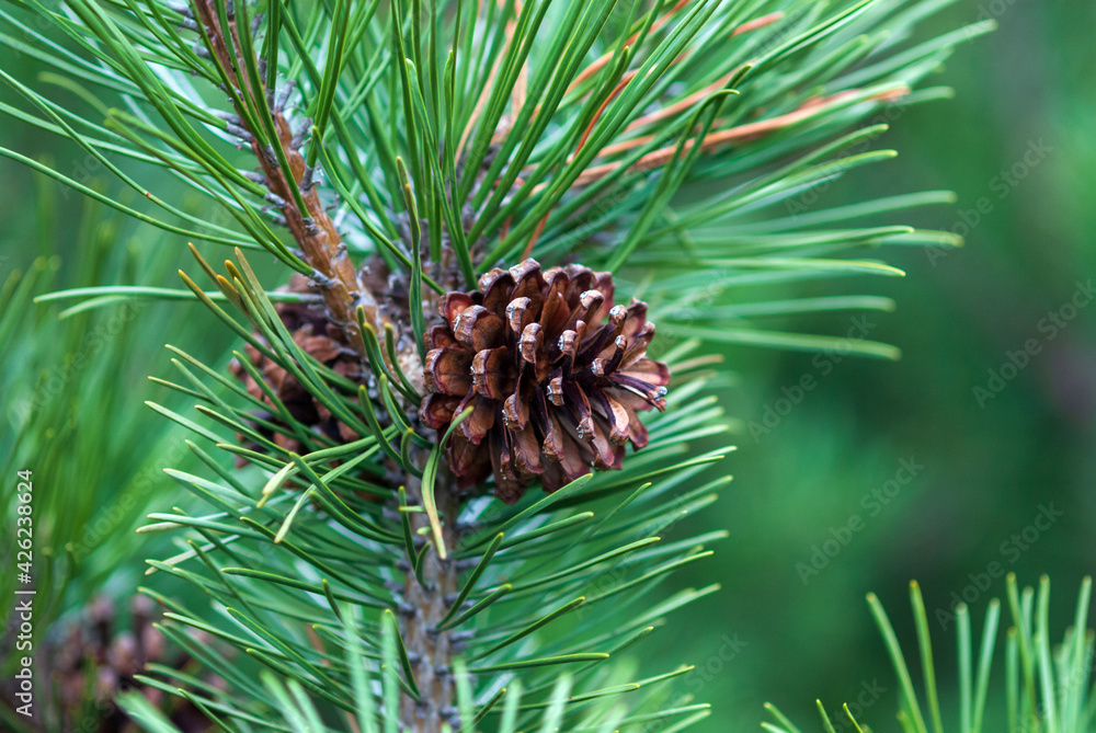 Fototapeta premium Dwarf mountain pine branch with cones - Pinus mugo Turra