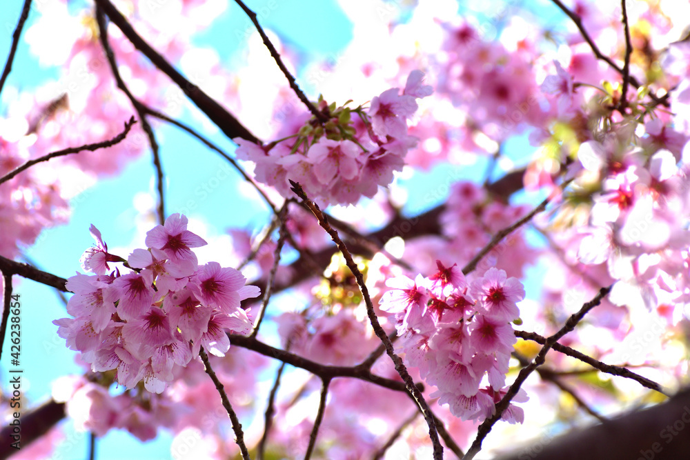 青空と河津桜 ピンクの花アップ 青空と河津桜 ピンクの花アップ