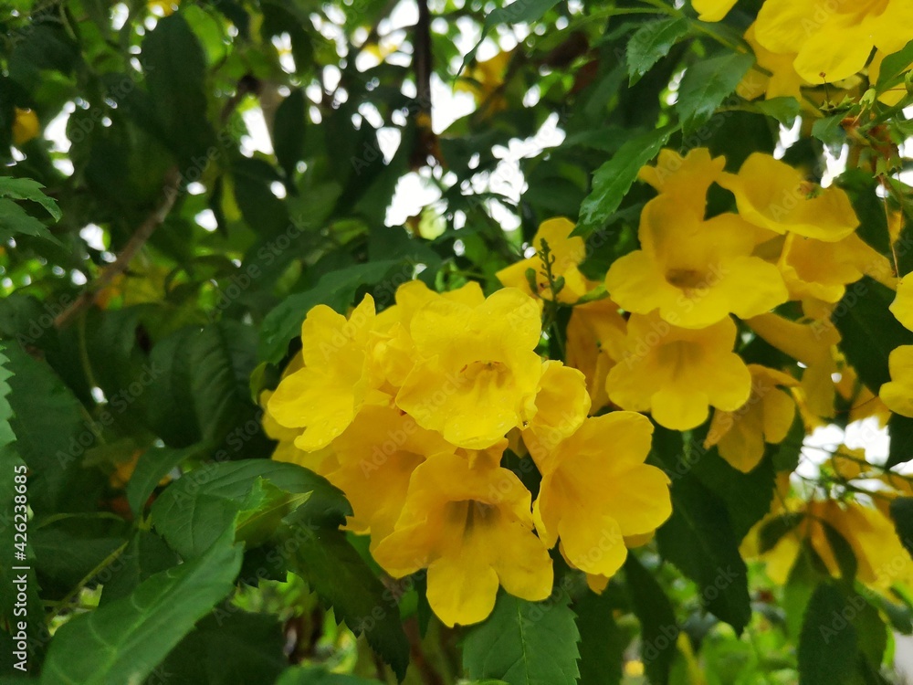 Bignoniaceae, Yellow flower There are green leaves as the background. Bignoniaceae, Yellow flower There are green leaves as the background.