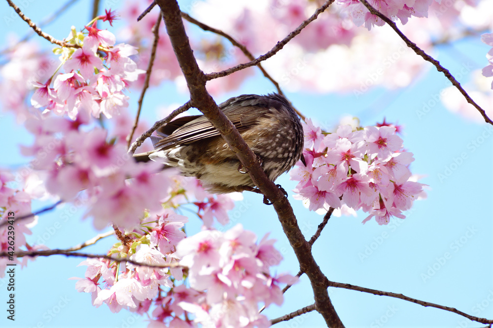河津桜とヒヨドリ ピンクの花