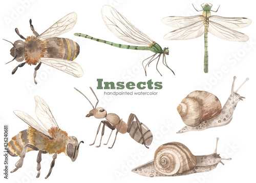 Fototapeta Naklejka Na Ścianę i Meble -  Watercolor set with bee, dragonfly, ant, snail