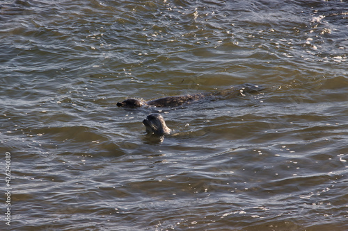 Seals and pelicans at Carpinteria seal sanctuary at sunset