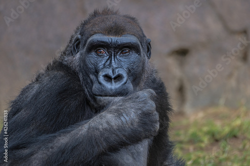 2021-03-29 A CLOSE UP OF A LOWLAND GORILLA