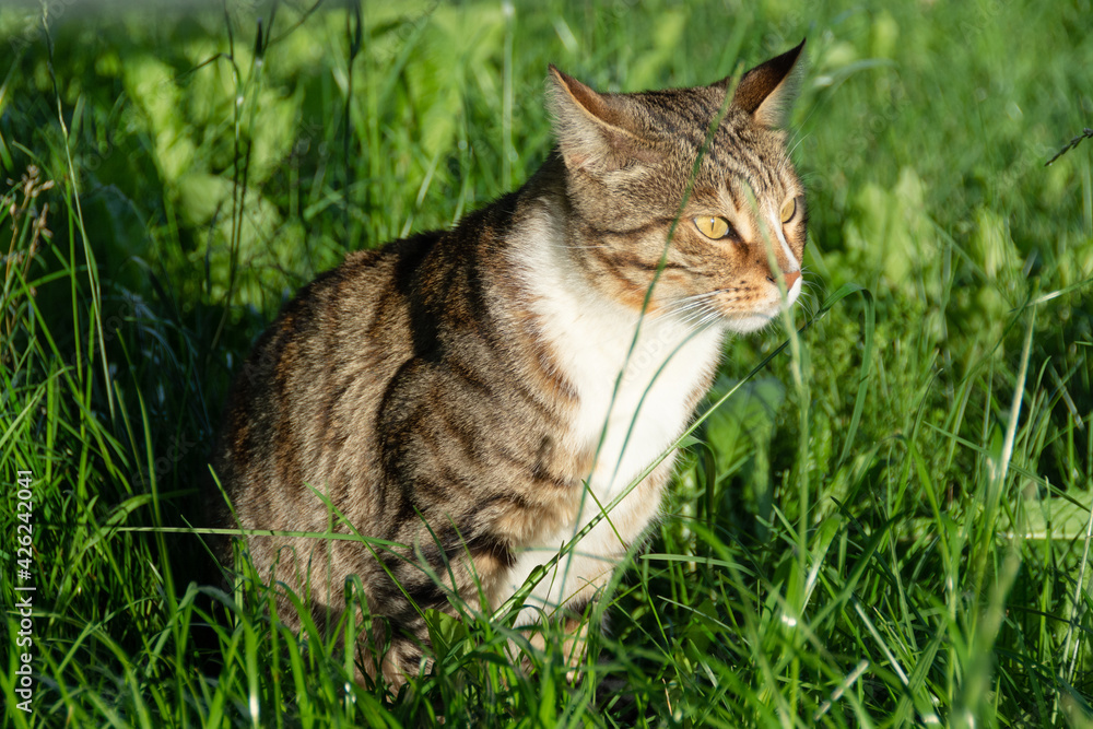 A beautiful domestic cat sits outside on the green grass on a warm sunny summer day and hunts. A beautiful domestic cat sits outside on the green grass on a warm sunny summer day and hunts.