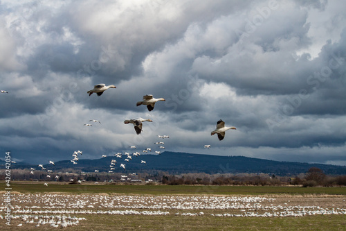 Swans in Flight