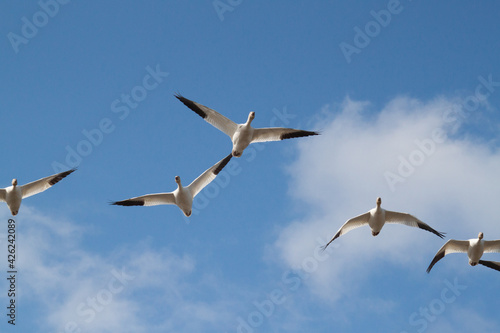 Swans in Flight © Shane