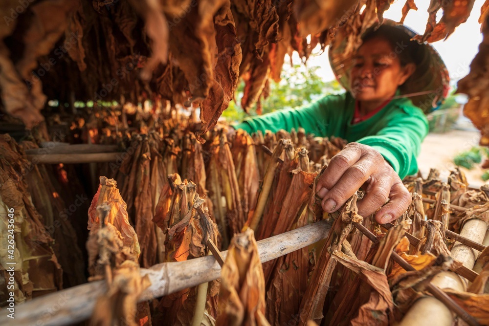 Agriculture farmers family select and harvest tobacco leaves to ...