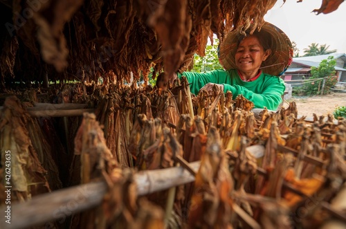 Wall Mural Agriculture farmers family select and harvest tobacco leaves to incubate naturally in the barn