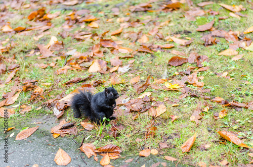 black squirrel in autumn park