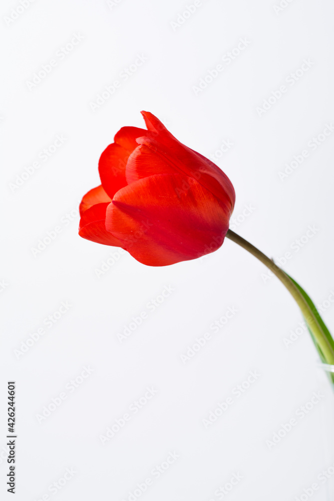 Red Tulip Red Tulip