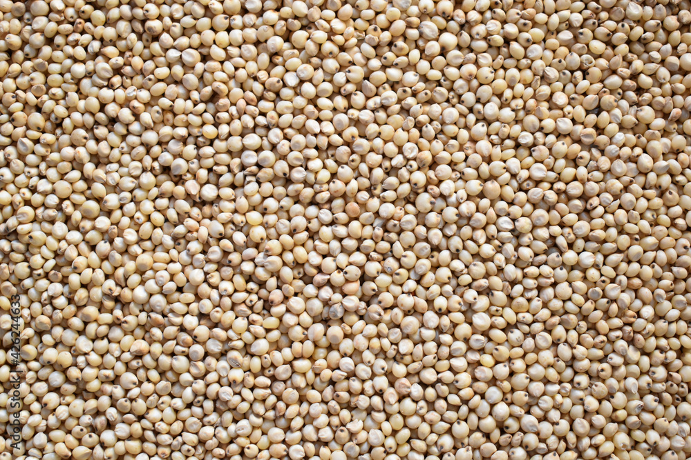 Raw whole dried Sorghum millet Raw whole dried Sorghum millet