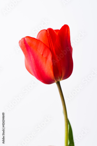 Red Tulip