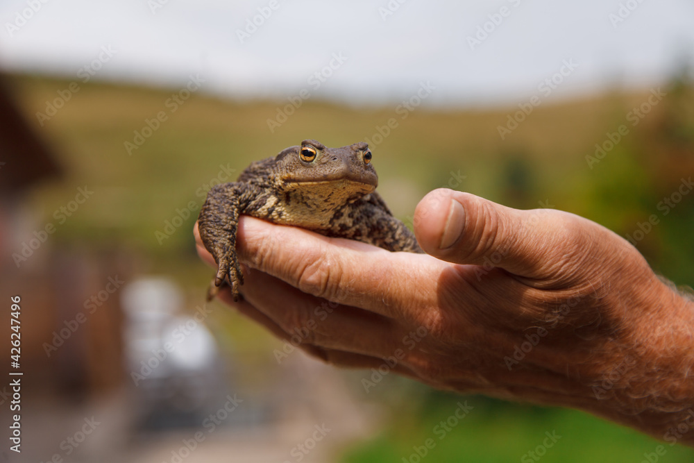 a man holds a toad in his hands. Studying the structure of a frog a man holds a toad in his hands. Studying the structure of a frog