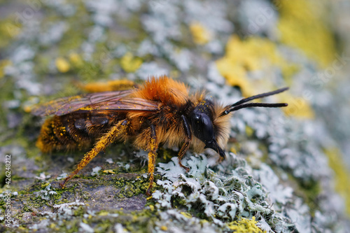 Female tawny mining bee infected with a parasite stylops nevinsoni on her back photo