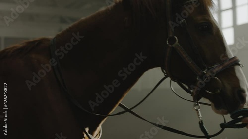 Stallion Prepare for Horse Race in Stable Building. Woman Servicing Animal and Dressing Saddle on Horseback. Rancher Girl Prepare Mare for Competition Indoor Stable Building Tracking Shot Slow Motion