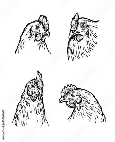 chicken breeding. animal husbandry. livestock. vector sketch on a white background