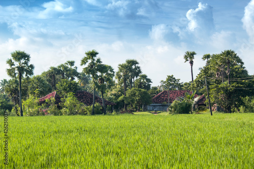 Foto The paddy fields of Rural India