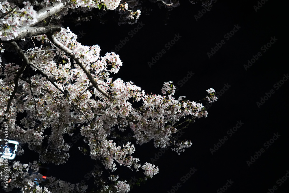 Beautiful spring flower cherry blossoms, Sakura Flower With Beautiful Nature Background Beautiful spring flower cherry blossoms, Sakura Flower With Beautiful Nature Background