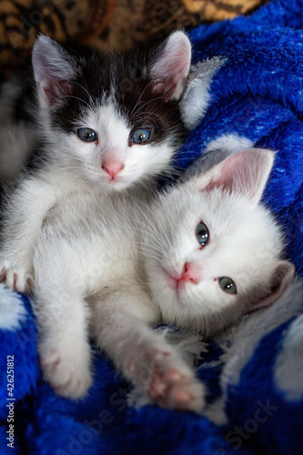 Kittens on soft white background. Nature background. Family fun. Funny pets