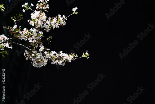 Beautiful spring flower cherry blossoms, Sakura Flower With Beautiful Nature Background