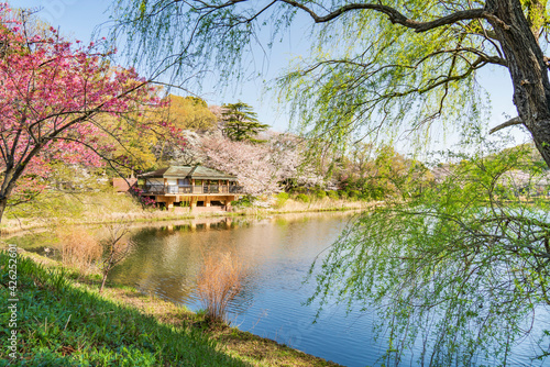 県立三ツ池公園の桜景色【日本さくら名所100選】 © Naokita