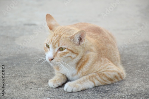 close up cute cat on cement floor