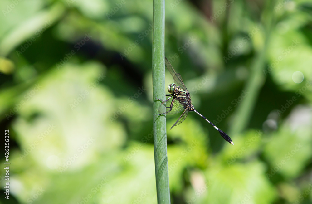 dragonfly on a flower dragonfly on a flower