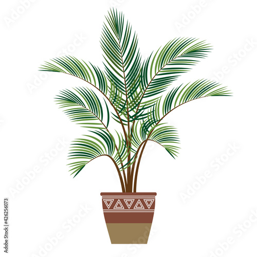 houseplant. palm tree