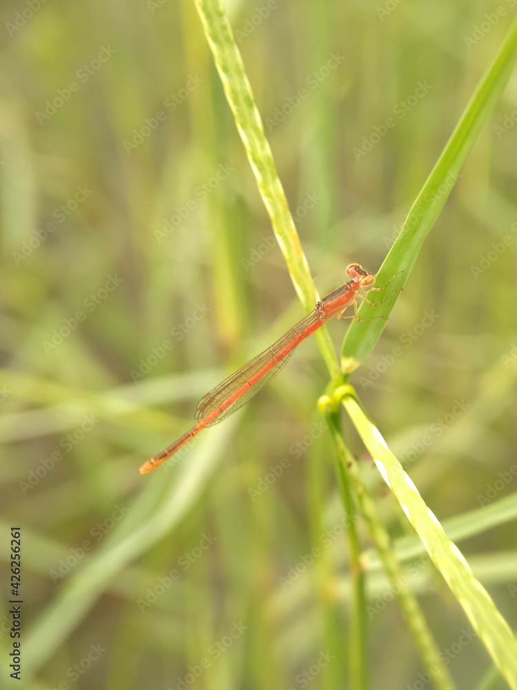 grasshopper on a grass grasshopper on a grass
