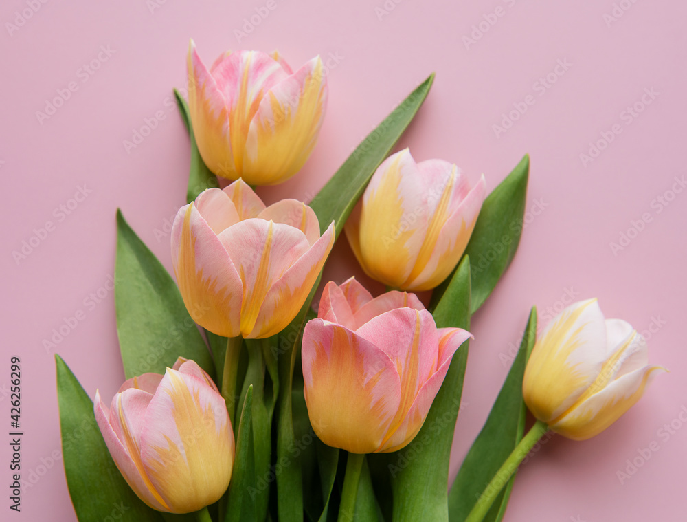Spring tulips on a pink background Spring tulips on a pink background