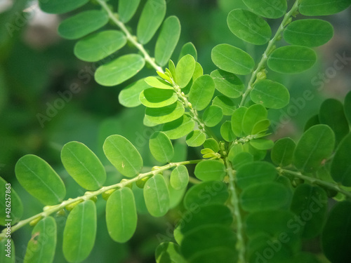 Meniran leaves or Phyllanthus urinaria. This leaf is usually used by Indonesian people as a traditional medicinal herb photo