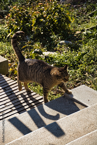 Photography Cats abound in the gardens of Girona ...