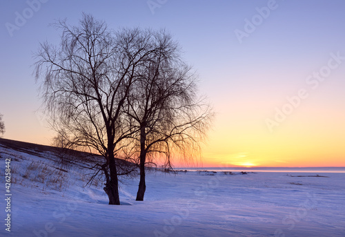Sunrise over the winter bank of the Ob River. The silhouette of a bare tree among the snowdrifts, the orange golden sky on the horizon. Nature of Siberia, Russia