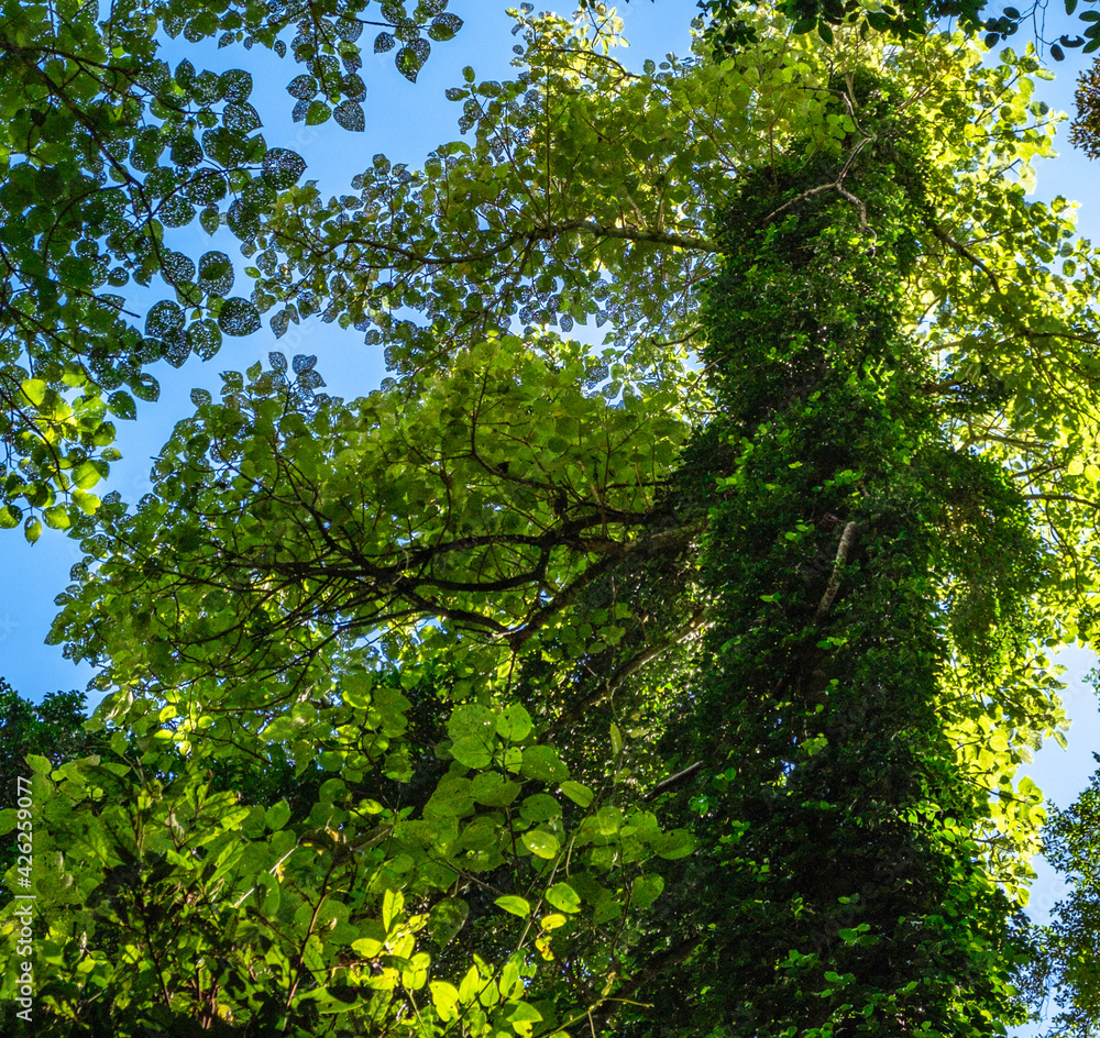 Rainforest trees and bright green foliage looking up to the sky in the Bunya Mountains, Queensland, Australia. Rainforest trees and bright green foliage looking up to the sky in the Bunya Mountains, Queensland, Australia.