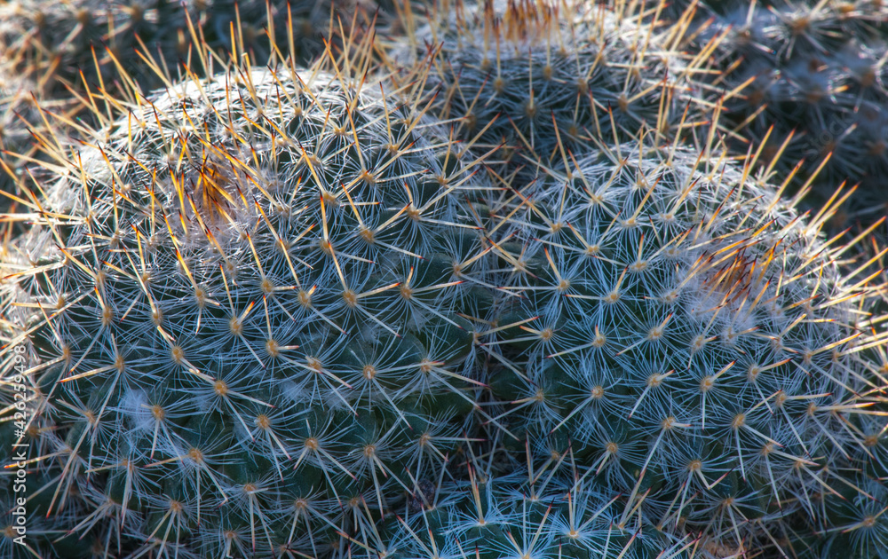 Obraz premium Beautiful day light on cactus closeup shoot in the park New Delhi India.