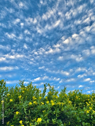 flower and blue sky