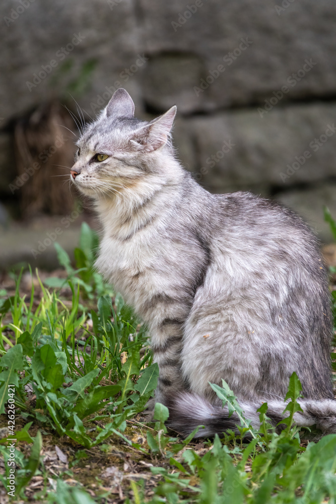 A beautiful fluffy gray cat sits on spring lawn in the sunset light