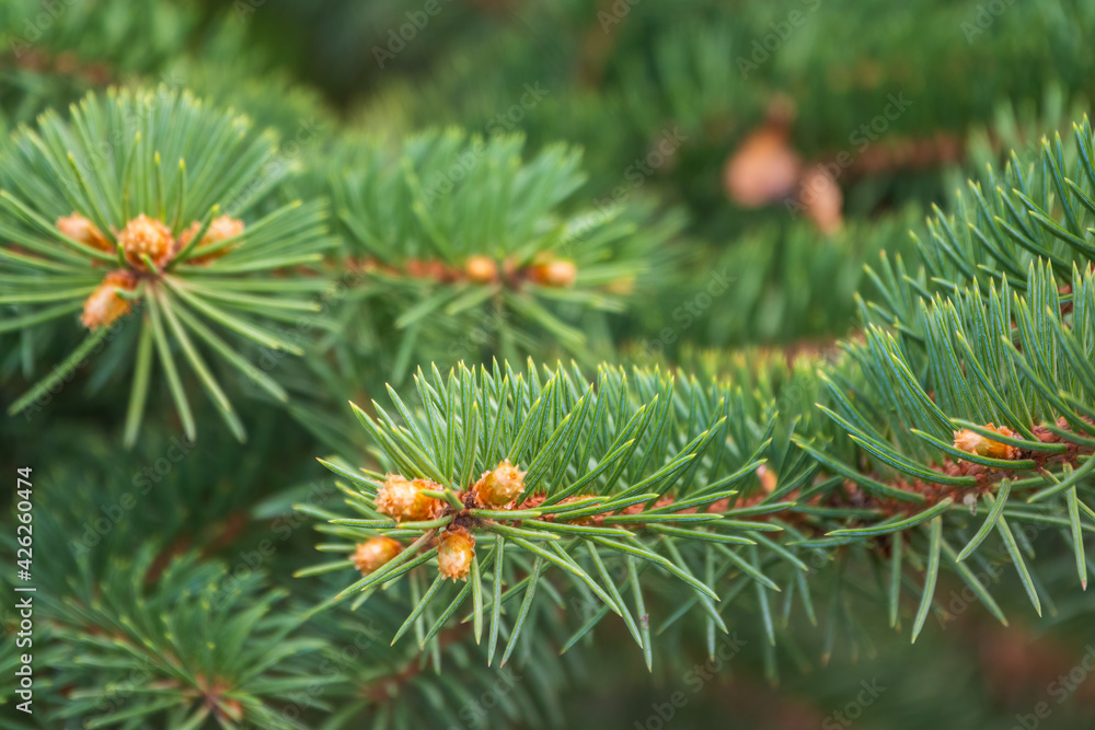 Fir branches with fresh shoots in spring. Fir branches with fresh shoots in spring.