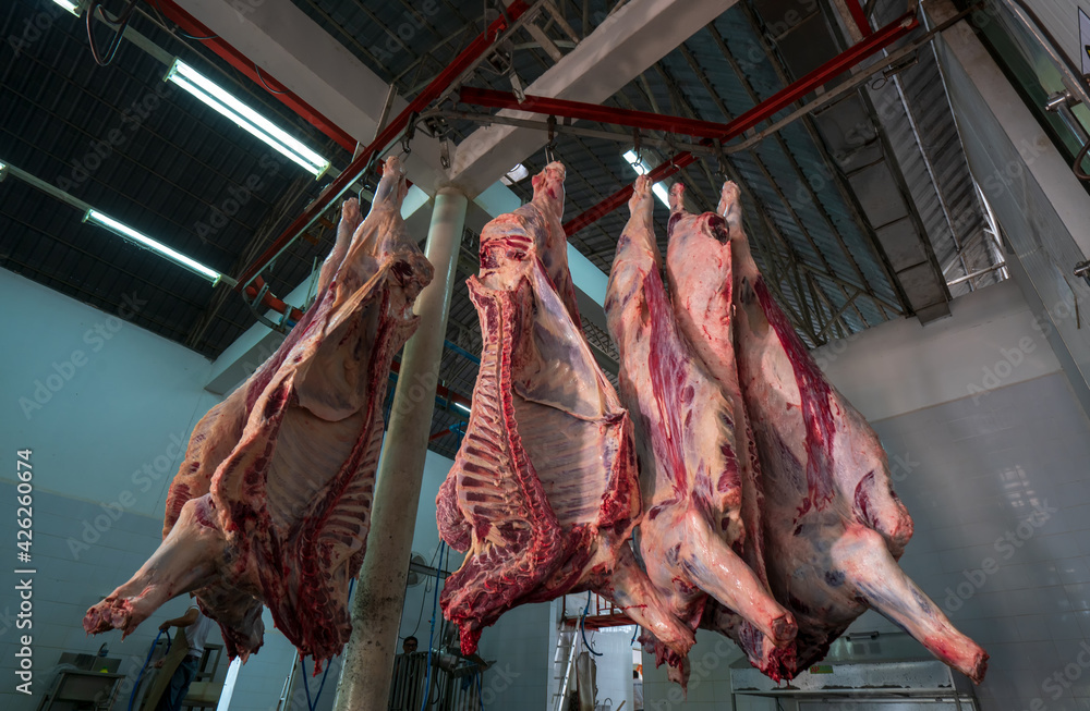 Cattles cut and hanged on hook in a slaughterhouse. Halal cutting.Cow meal in slaughter house.Slaughterhouse meat processing plant cut marble beef.A lot of frozen carcasses hanging in hook cold store.