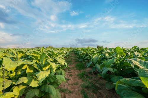 Farmland: Tobacco Farming.Trees and tobacco leaves. © Attasit