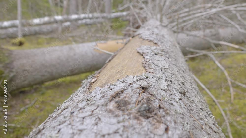 The closer look of the rough skin of the birch tree fallen on the ground in the forest European spruce bark beetle The closer look of the rough skin of the birch tree fallen on the ground in the forest European spruce bark beetle