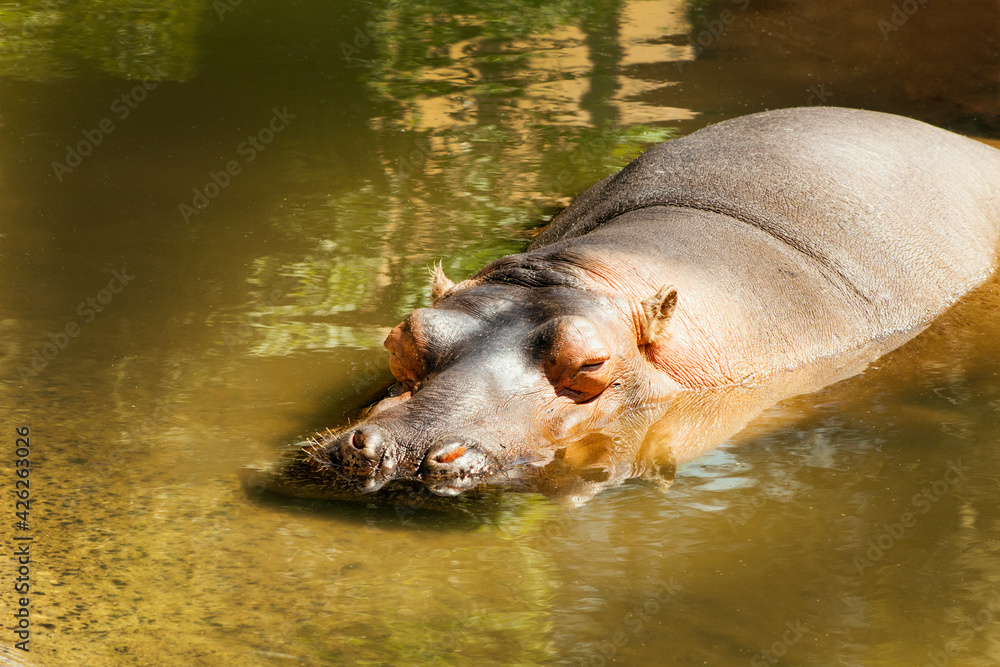 Hipopotamo del nilo en el agua, nadando. Hipopotamo del nilo en el agua, nadando.