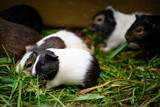 Colored guinea pigs in the paddock.