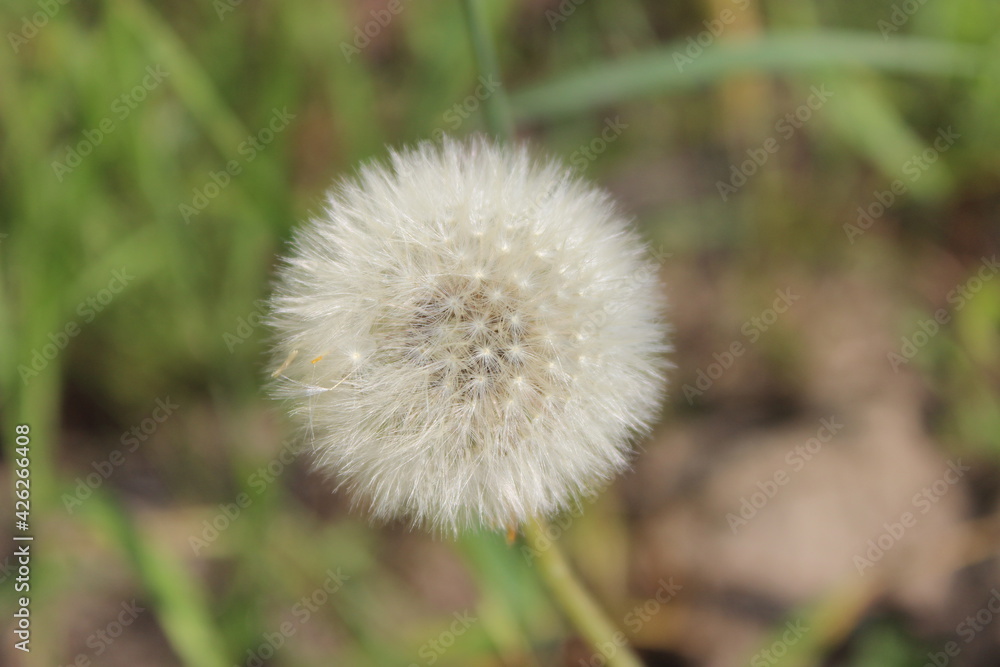 dandelion on green background dandelion on green background
