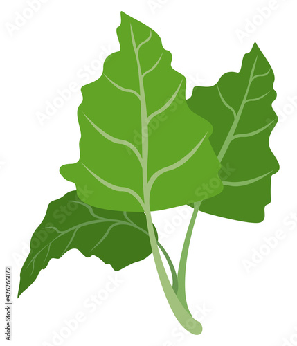 leafs coriander vegetable