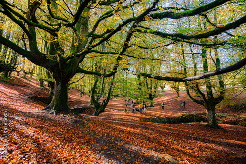 Mysterious Otzarreta forest. Gorbea natural park, Basque Country, Spain photo