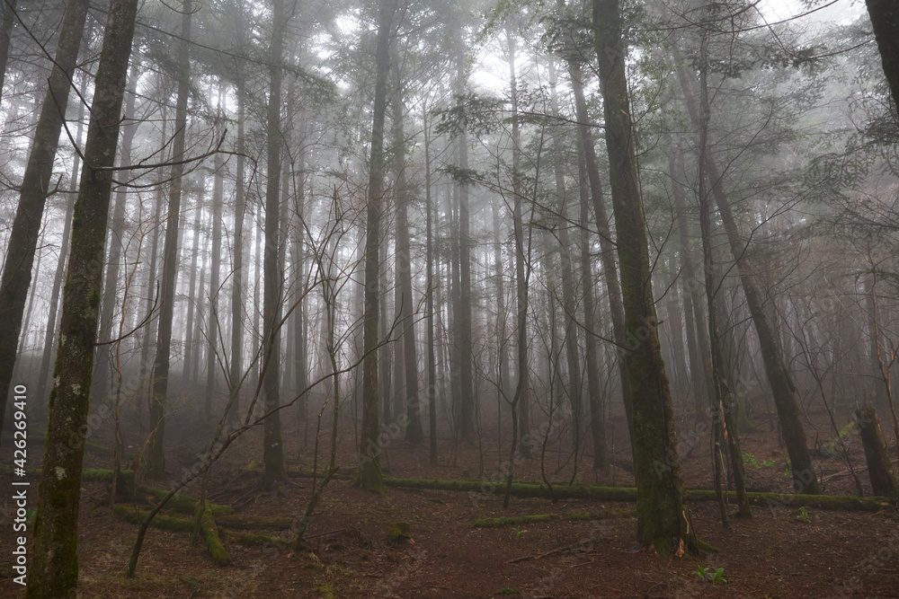 forest in fog forest in fog
