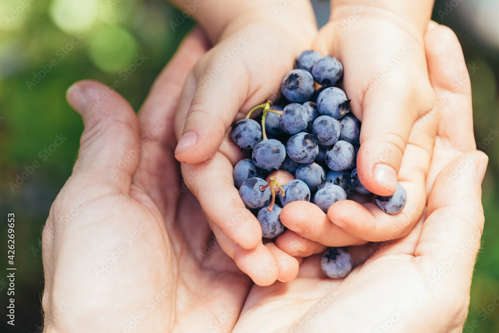 Small daughter's hands, full of ripe blueberries in the mother's hands. Concept of mother care and happy healthy childhood. Small daughter's hands, full of ripe blueberries in the mother's hands. Concept of mother care and happy healthy childhood.